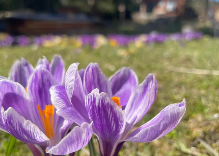 Fuchs & Has' シャレー *